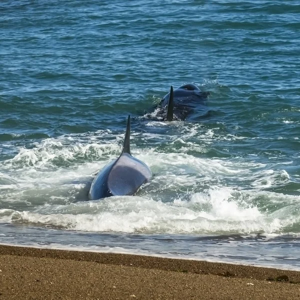 Orca Caza Lobos Marinos Reserva Natural Punta Norte Peninsula — Foto de Stock