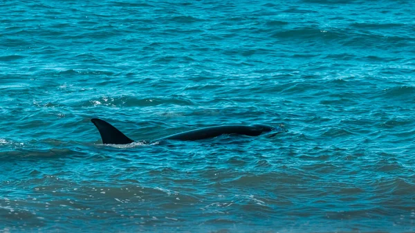 Orca Hunting Sea Lions Punta Norte Nature Reserve Peninsula — Stock Photo, Image