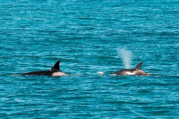 Orca Caza Lobos Marinos Reserva Natural Punta Norte Peninsula —  Fotos de Stock