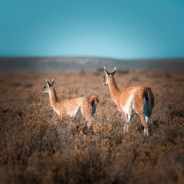 Guanaco Anya Baba Peninsula Valdes Patagónia Argentína — Stock Fotó