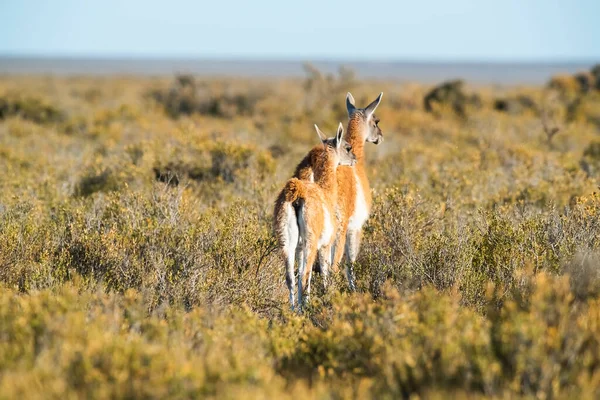 Madre Figlia Guanaco Penisola Valdes Patagonia Argentina — Foto Stock