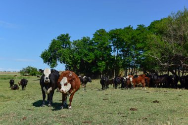 Kameraya bakan bir grup inek, Buenos Aires Eyaleti, Arge