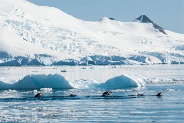 Adelie penguen zehirlenmesi, Cennet Körfezi, Antarktika Yarımadası, An