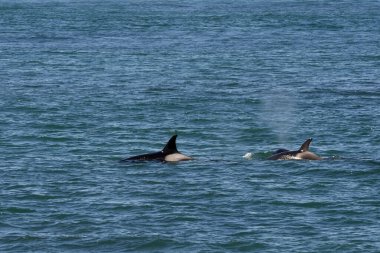 Orka avcı deniz aslanları, Punta Norte Doğa Koruma Alanı, Peninsula Va