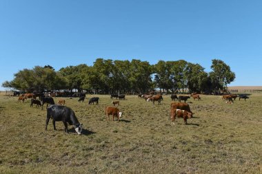 Pampas kırsalında sığır sürüsü, La Pampa, ilinin, Patagoni
