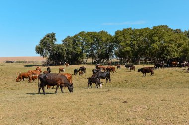 Pampas kırsalında sığır sürüsü, La Pampa, ilinin, Patagoni