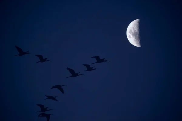 Bulan Langit Yang Cerah Sebelum Gelap — Stok Foto