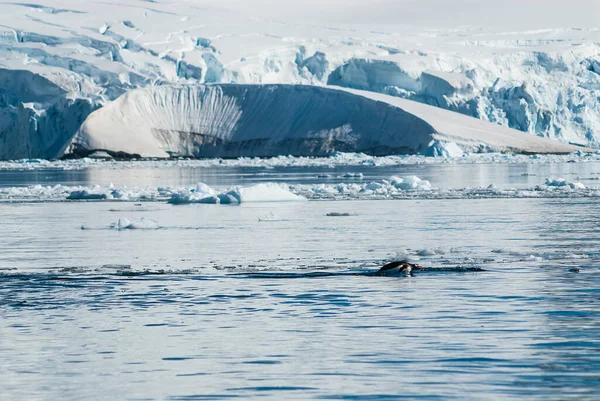 Adelie Pingüino Marsopas Bahía Del Paraíso Península Antártica —  Fotos de Stock