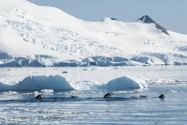 Adelie Pingüino Marsopas Bahía Del Paraíso Península Antártica — Foto de Stock