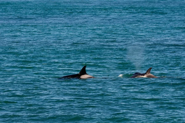 Orca Caza Lobos Marinos Reserva Natural Punta Norte Peninsula — Foto de Stock