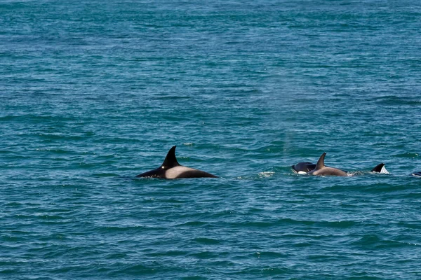 Orca Hunting Sea Lions Punta Norte Nature Reserve Peninsula — Stock Photo, Image