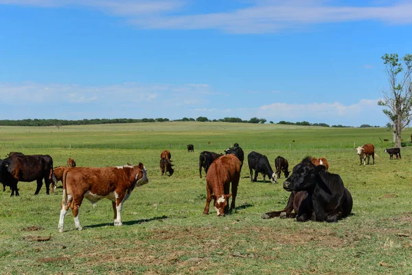 Manada Vacas Campo Pampas Pampa Província Patagoni — Fotografia de Stock