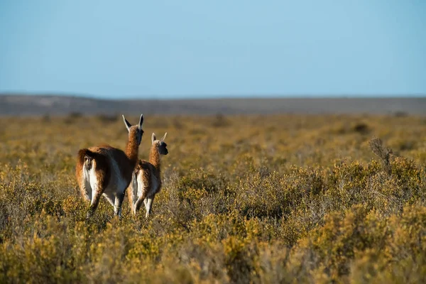 Madre Figlia Guanaco Penisola Valdes Patagonia Argentina — Foto Stock