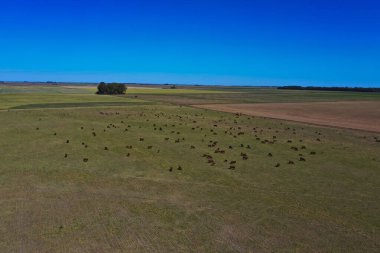 Pampas kırsalında sığır yetiştiriciliği, La Pampa, Arjantin.