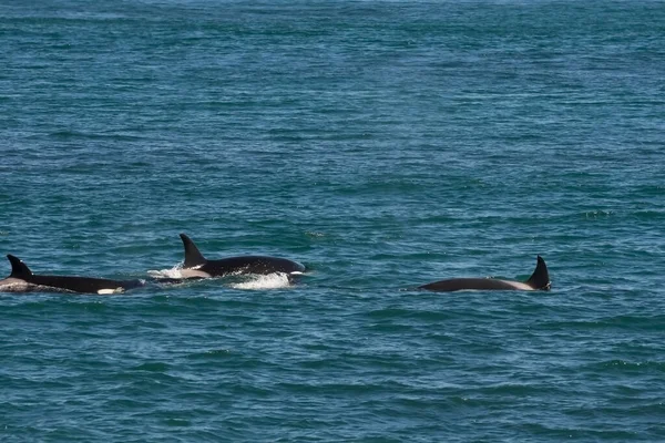 Orka Jacht Zeeleeuwen Punta Norte Natuurreservaat Schiereiland — Stockfoto