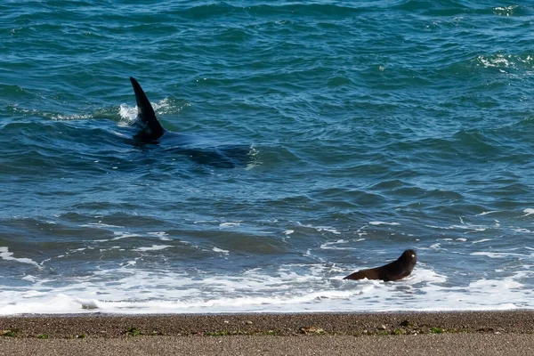 Orque Chasse Aux Otaries Réserve Naturelle Punta Norte Péninsule — Photo