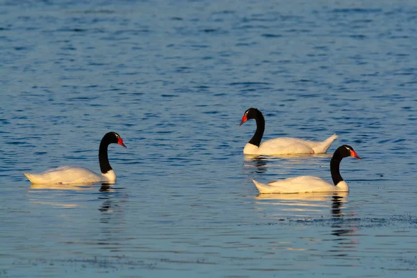 Cygne Cou Noir Nageant Dans Lagon Province Pampa Patag — Photo