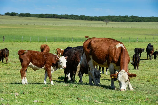 Kuh Und Baby Pampas Patagonien Argentinien — Stockfoto