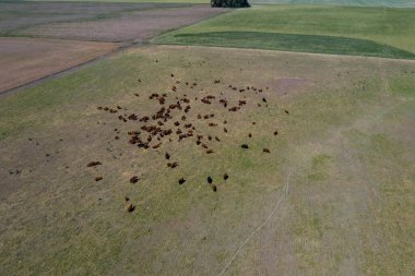 Pampas kırsalında sığır yetiştiriciliği, La Pampa, Arjantin.
