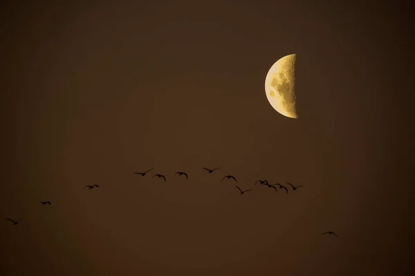 Lune Dans Ciel Clair Avant Tombée Nuit — Photo