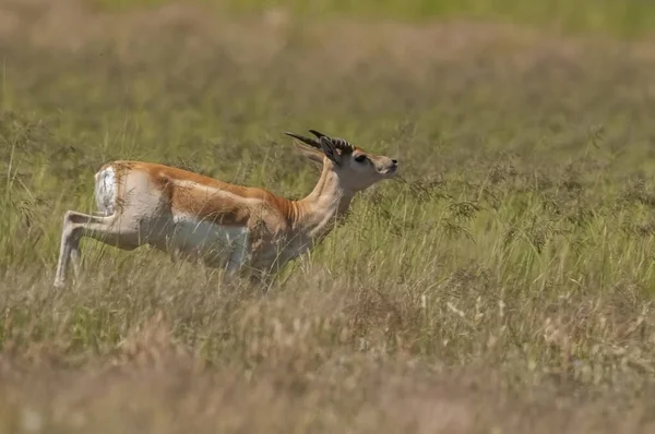 Blackbuck Антилопы Пампас Равнины Окружающей Среды Пампа Провинция — стоковое фото