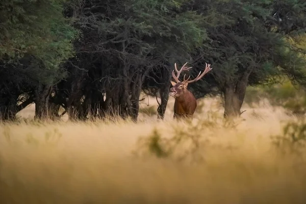 Red Deer Parque Luro Nature Reserve Pampa Argentina — Stock Photo, Image