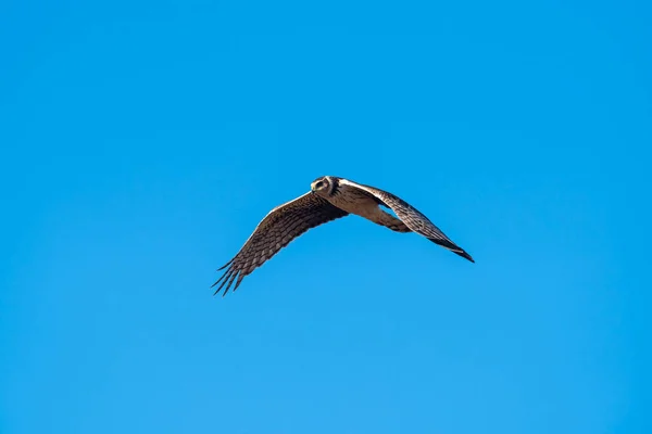 Uzun Kanatlı Harrier Uçuyor Pampa Ili Patagonya Arjantin — Stok fotoğraf