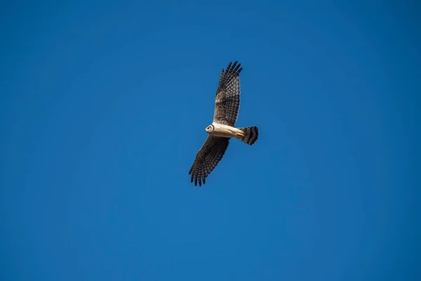 Harrier Alato Lungo Volo Provincia Pampa Patagonia Argentina — Foto Stock