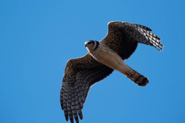 Uzun kanatlı Harrier uçuyor, La Pampa ili, Patagonya, Arjantin