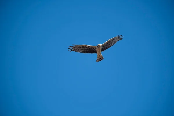 Uzun Kanatlı Harrier Uçuyor Pampa Ili Patagonya Arjantin — Stok fotoğraf