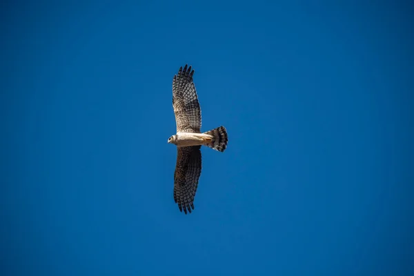 Uzun Kanatlı Harrier Uçuyor Pampa Ili Patagonya Arjantin — Stok fotoğraf