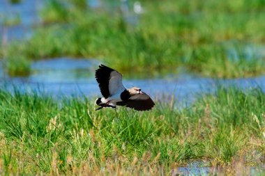 Güney Lapwing, Vanellus Chilensis uçuyor, La Pampa Eyaleti, Patagonya, Arjantin