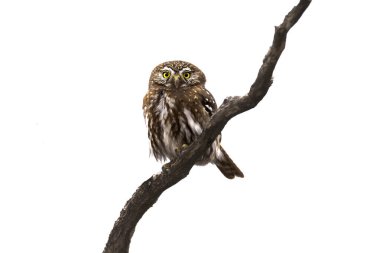 Ferruginous Pygme baykuşu, Glaucidium brasilianum, Calden Ormanı, La Pampa Eyaleti, Patagonya, Arjantin.