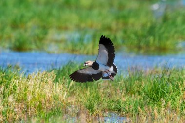 Güney Lapwing, Vanellus Chilensis uçuyor, La Pampa Eyaleti, Patagonya, Arjantin