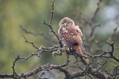 Ferruginous Pygme baykuşu, Glaucidium brasilianum, Calden Ormanı, La Pampa Eyaleti, Patagonya, Arjantin.