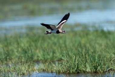 Güney Lapwing, Vanellus Chilensis uçuyor, La Pampa Eyaleti, Patagonya, Arjantin