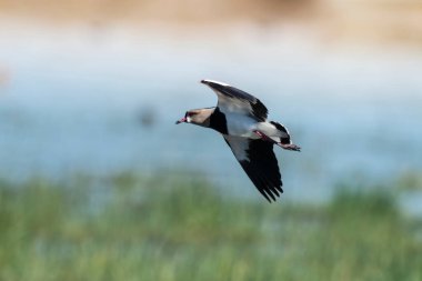 Güney Lapwing, Vanellus Chilensis uçuyor, La Pampa Eyaleti, Patagonya, Arjantin