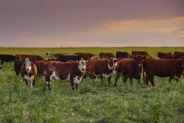 Корова Немовлям Пампасі Патагонія Аргентина — стокове фото