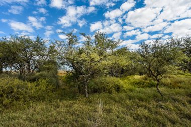 Calden Ormanı, La Pampa Eyaleti, Patagonya, Arjantin