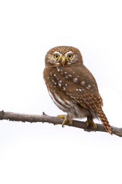 Ferruginous Pygme baykuşu, Glaucidium brasilianum, Calden Ormanı, La Pampa Eyaleti, Patagonya, Arjantin.