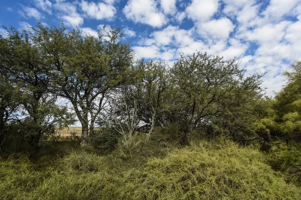 Paisagem Florestal Calda Província Pampa Patagônia Argentina — Fotografia de Stock