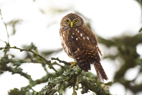 Ferruginous Pygme baykuşu, Glaucidium brasilianum, Calden Ormanı, La Pampa Eyaleti, Patagonya, Arjantin.