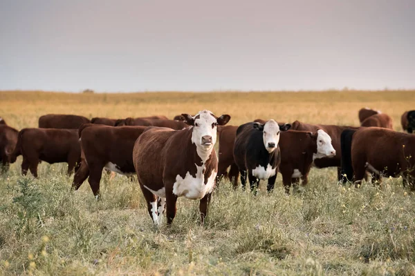阿根廷巴塔哥尼亚拉潘帕省潘帕斯农村带天然牧场的畜牧业 — 图库照片