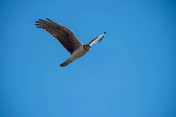 Long Winged Harrier Flight Pampa Province Patagonia Argentina — Stock Photo, Image