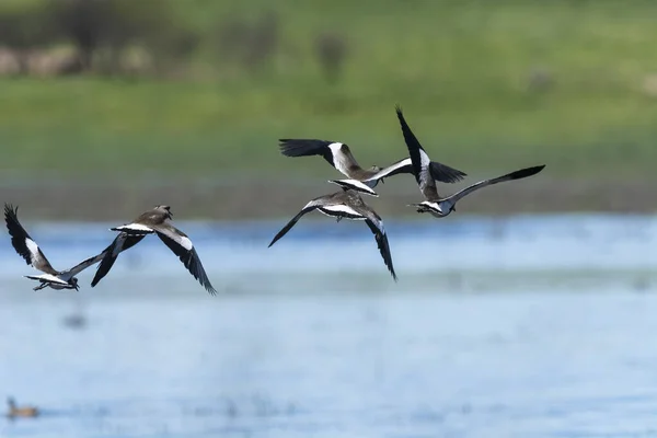 Southern Lapwing Vanellus Chilensis Flight Pampa Tartomány Patagónia Argentína — Stock Fotó