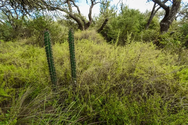 Cactus Calden Forest Landscape Επαρχία Pampa Παταγονία — Φωτογραφία Αρχείου