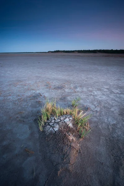 Vegetación Salina Entorno Semidesértico Provincia Pampa — Foto de Stock