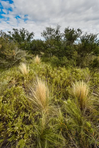 Grass Calden Forest Landscape Pampa Province Patagonia Arg — Stock Photo, Image