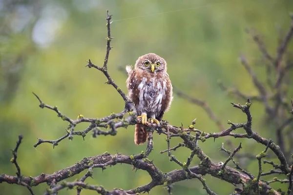 Żelazna Sowa Pigmejska Glaucidium Brasilianum Las Calden Prowincja Pampa Patagonia — Zdjęcie stockowe