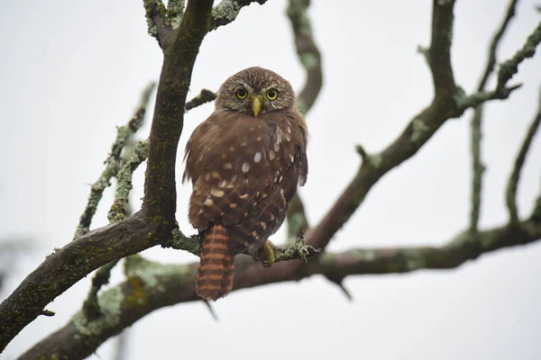 Búho Pigmeo Ferruginoso Glaucidium Brasilianum Bosque Del Calden Provincia Pampa —  Fotos de Stock